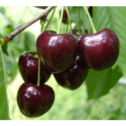 Kersenboom 'Kordia' hoogstam